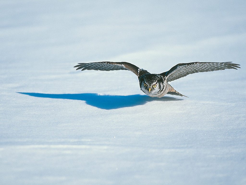 Low Rider, Hawk Owl